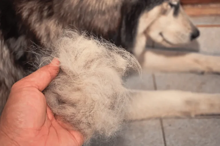 queda de pelo de cachorro