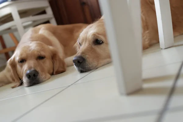 cachorro nao dorme a noite