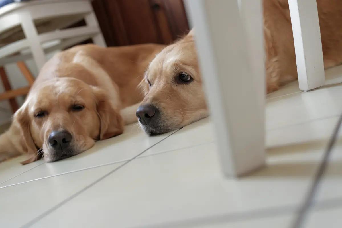 Cachorro idoso não dorme à noite e está agitado? Saiba o que fazer