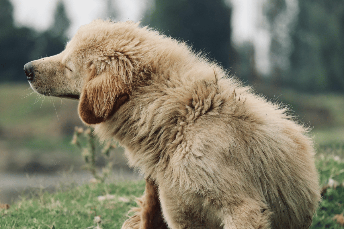 cachorro com alergia
