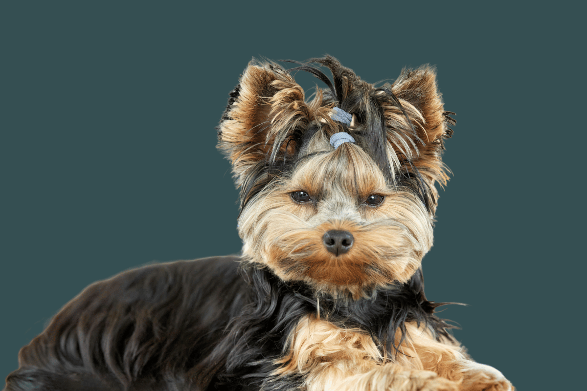 Cachorro tem menopausa?
