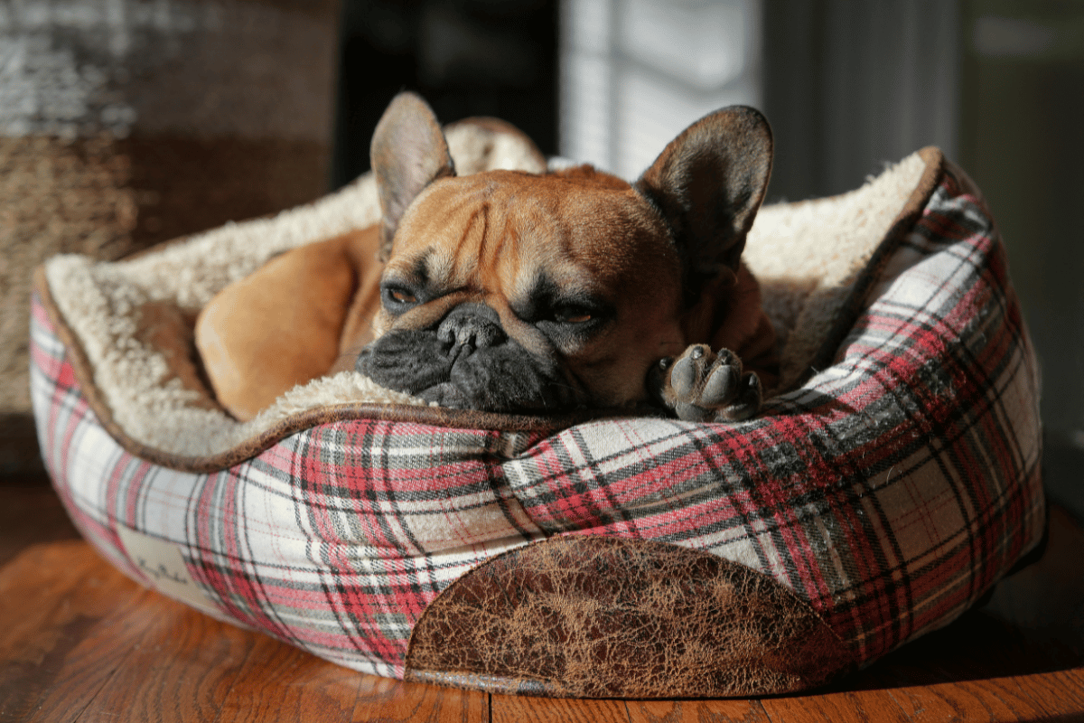 cachorro idoso com frio