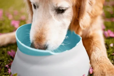 cachorro idoso bebe muita água