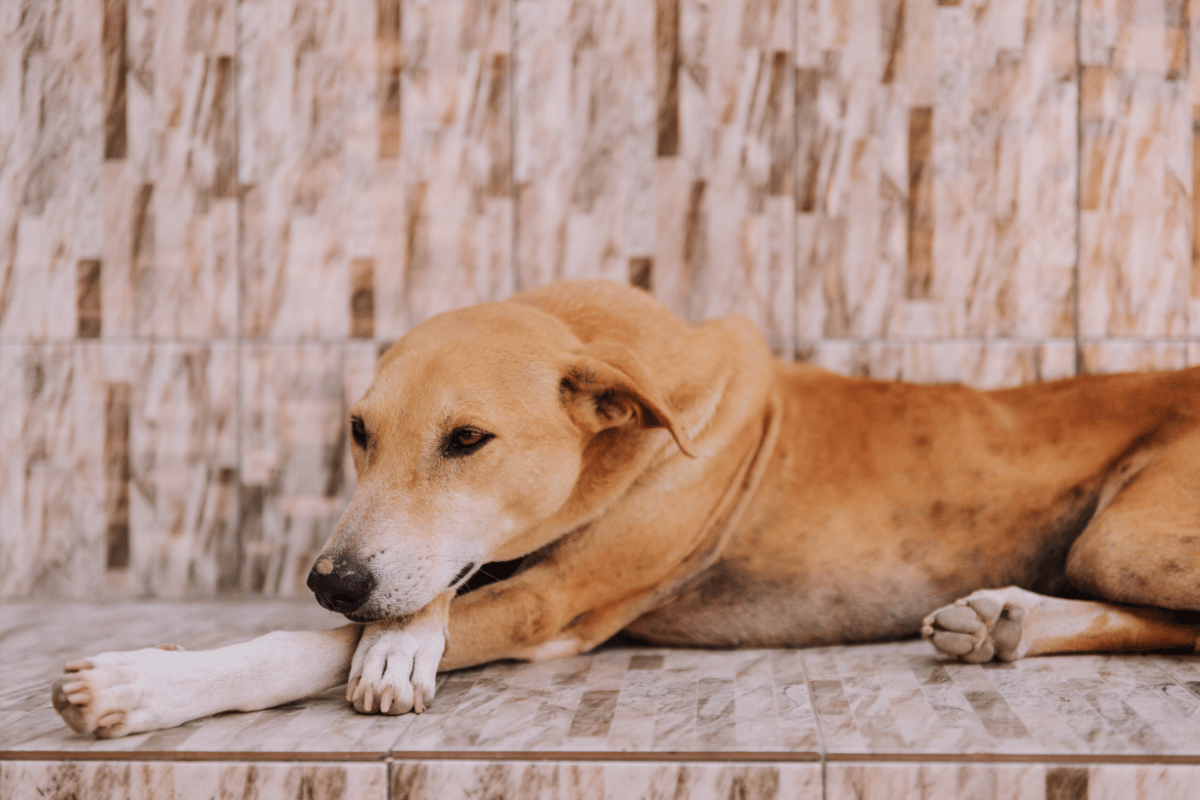 quantos anos vive um cachorro