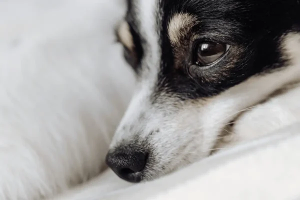 Convulsão em Cachorro Idoso