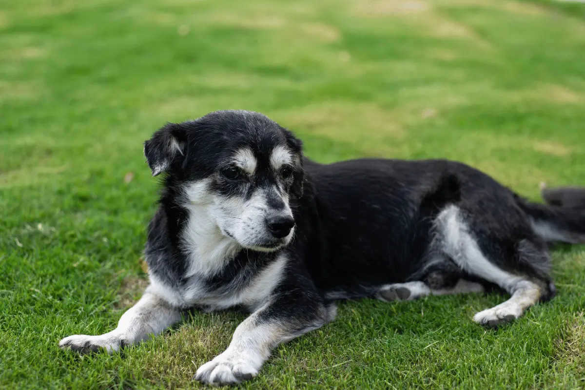 cachorro idoso nao quer comer