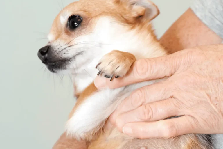 caroço na barriga do cachorro idoso