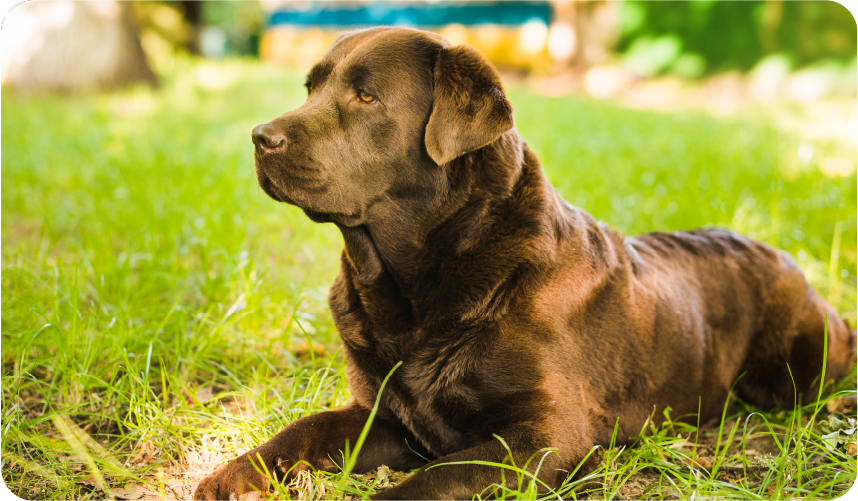 labrador