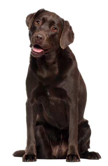 cachorro labrador