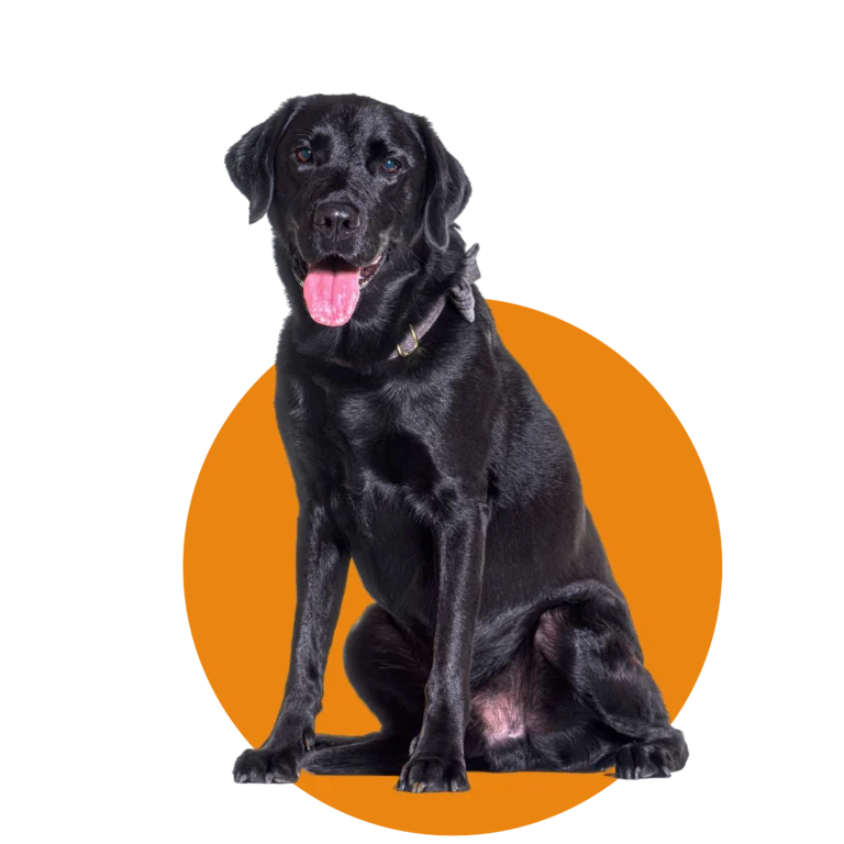 labrador