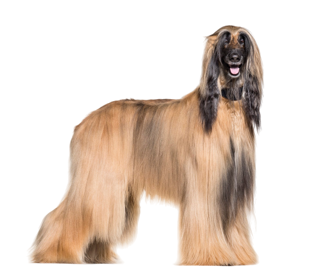 Afghan hound