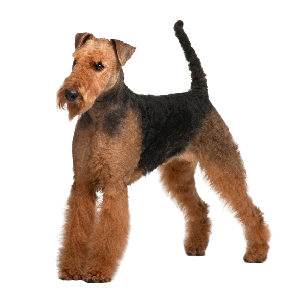 airedale terrier