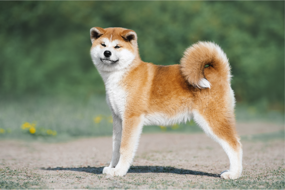 Akita