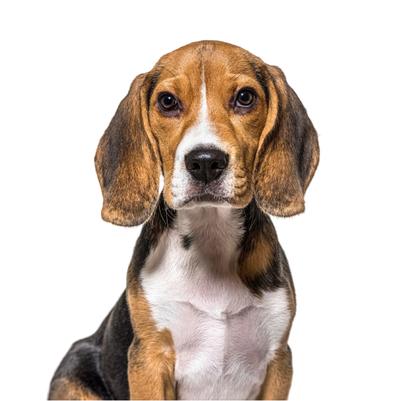 beagle