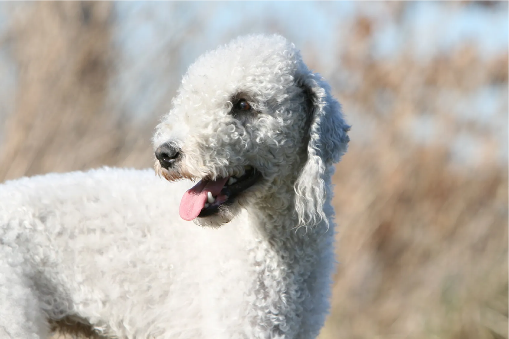 Bedlington Terrier
