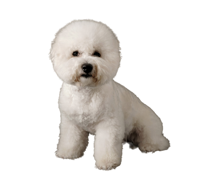 Bichon Frise