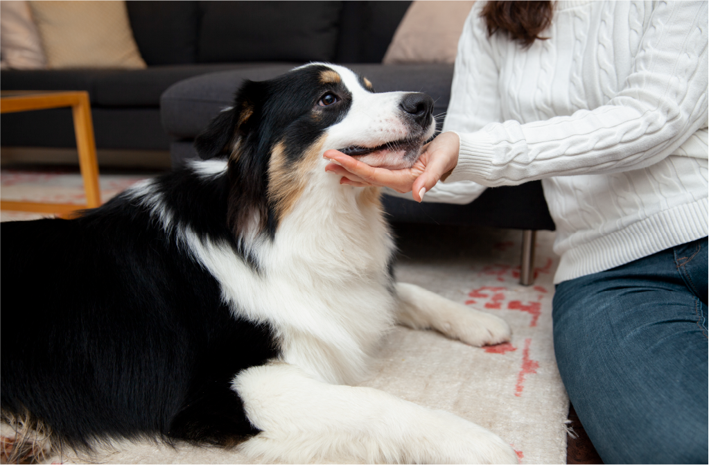 Border Collie