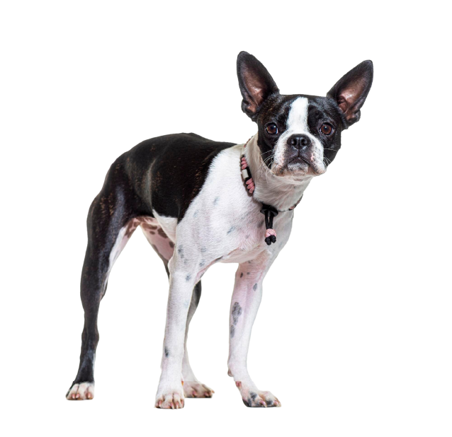 Boston Terrier