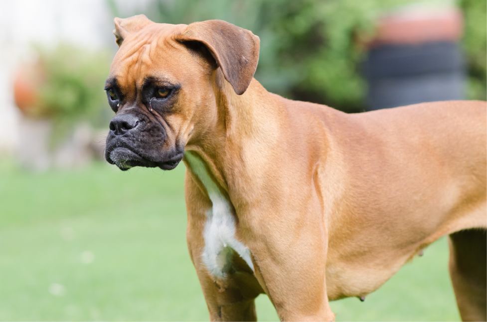 boxer