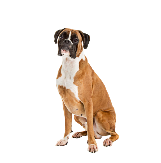 boxer