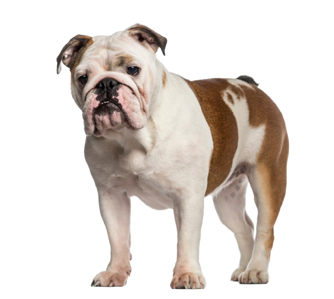 English Bulldog