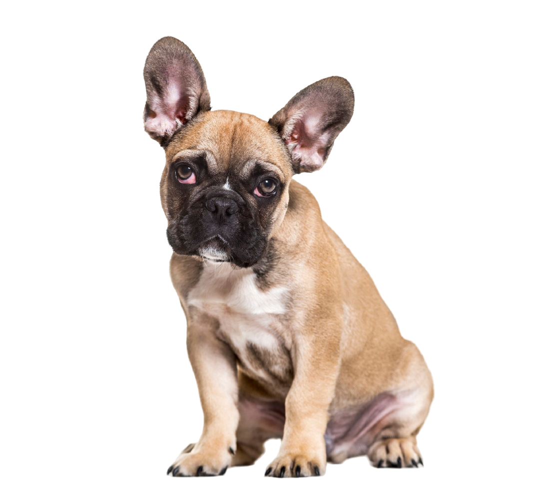 Bulldog