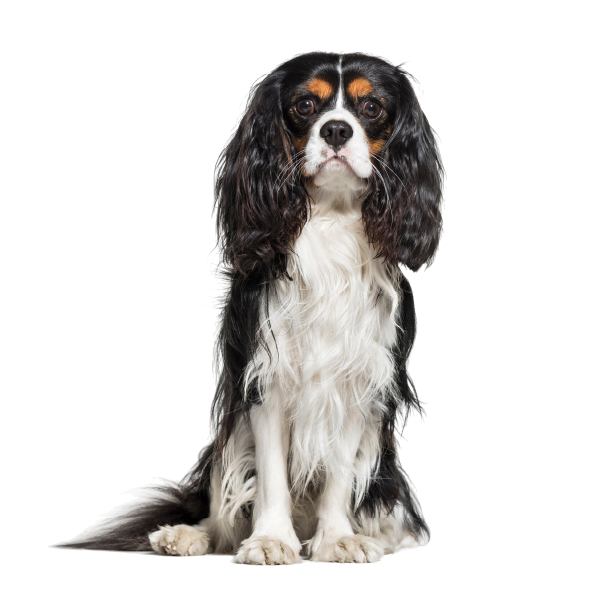 Cavalier King Charles