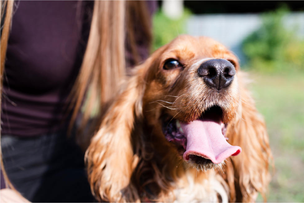 cocker spaniel
