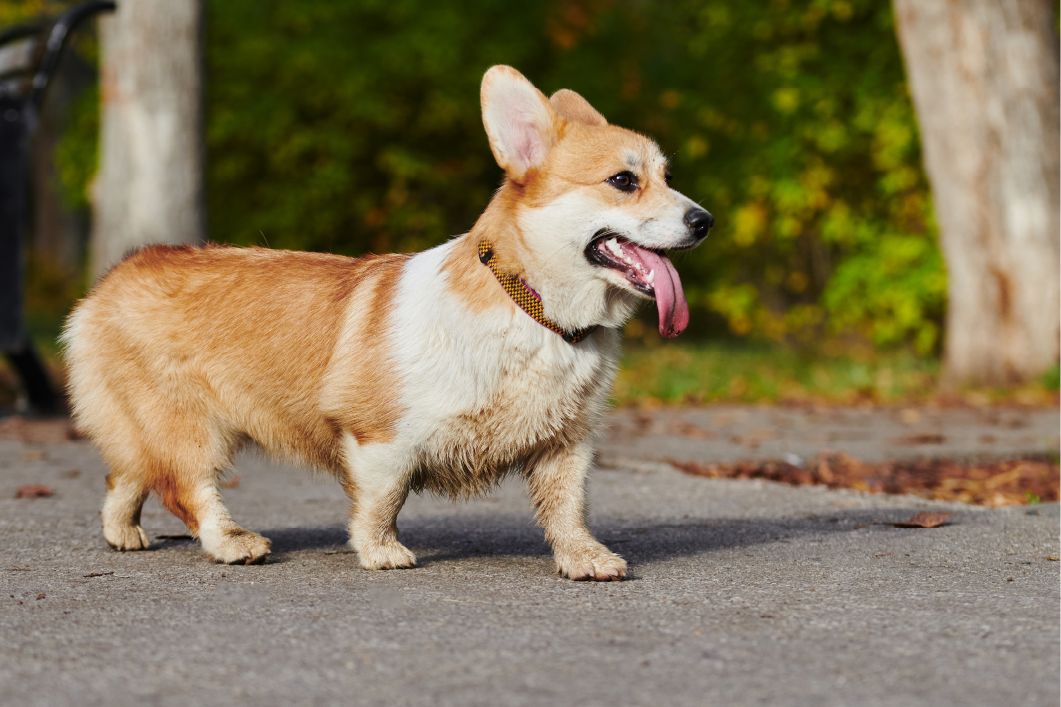 Pembroke Corgi