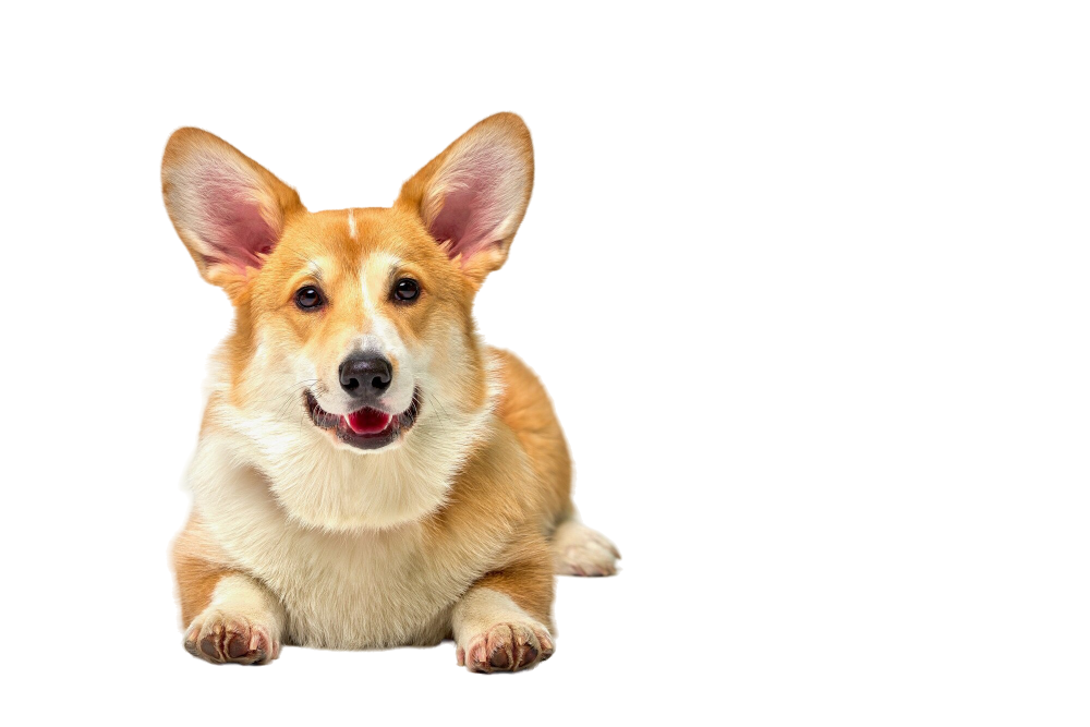 Pembroke Corgi