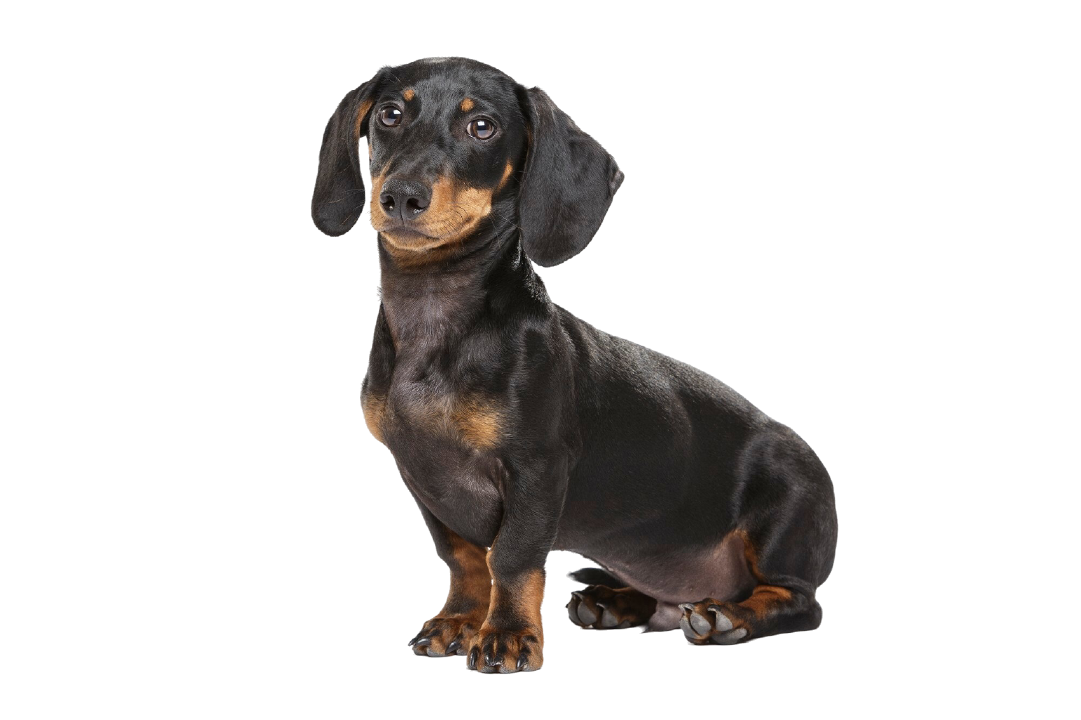 dachshund