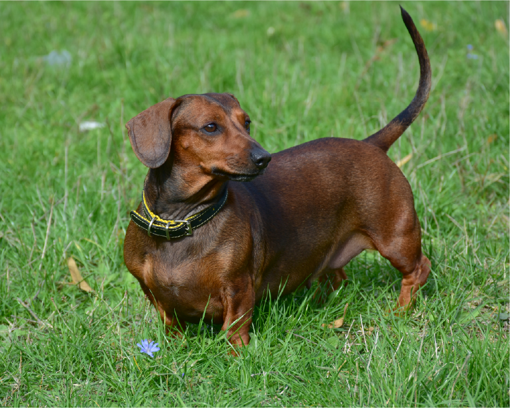 Dachshund