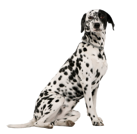 dalmata