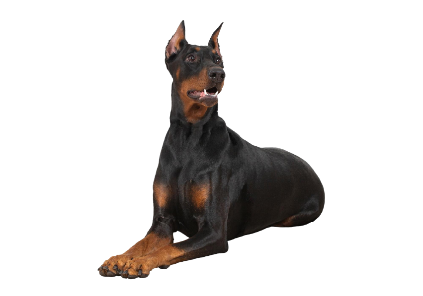 dobermann
