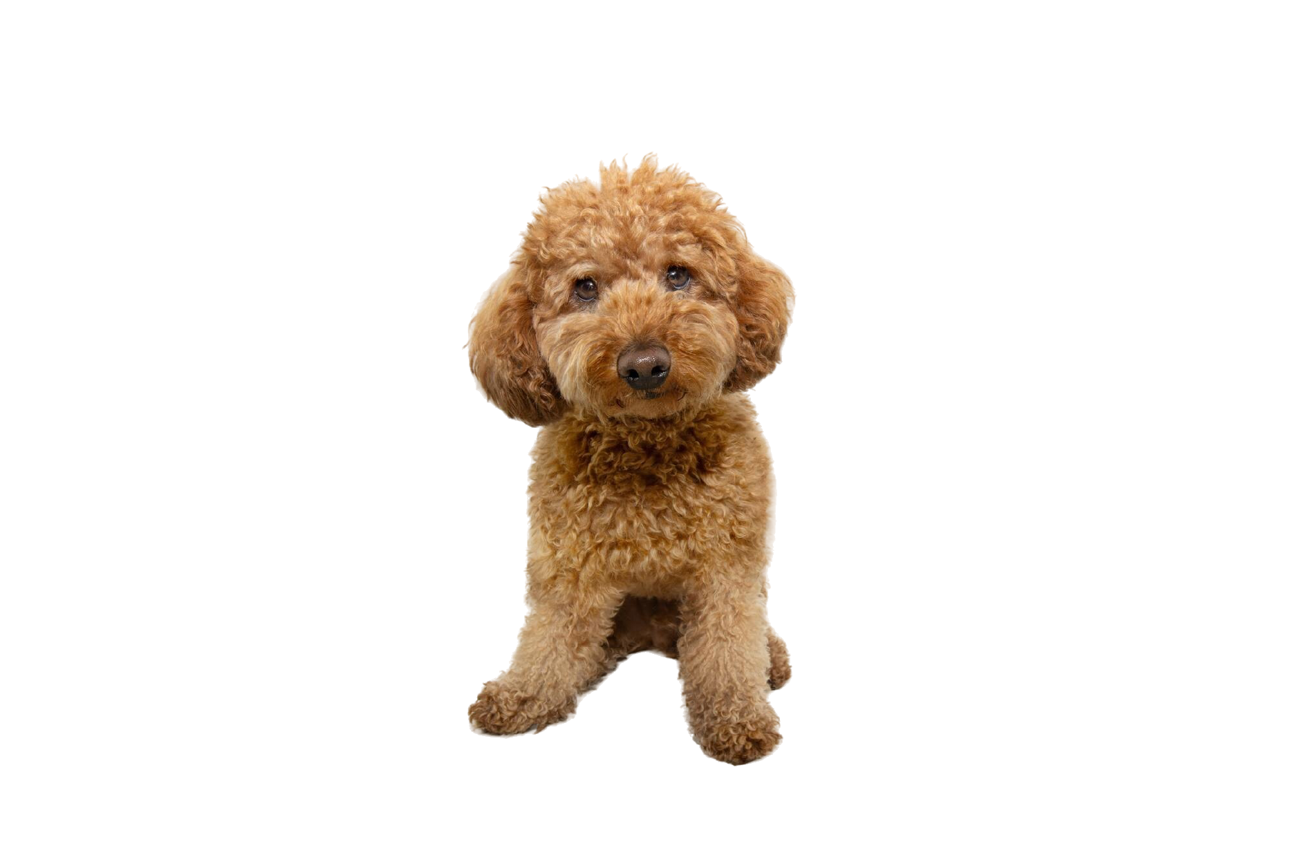 Toy Poodle