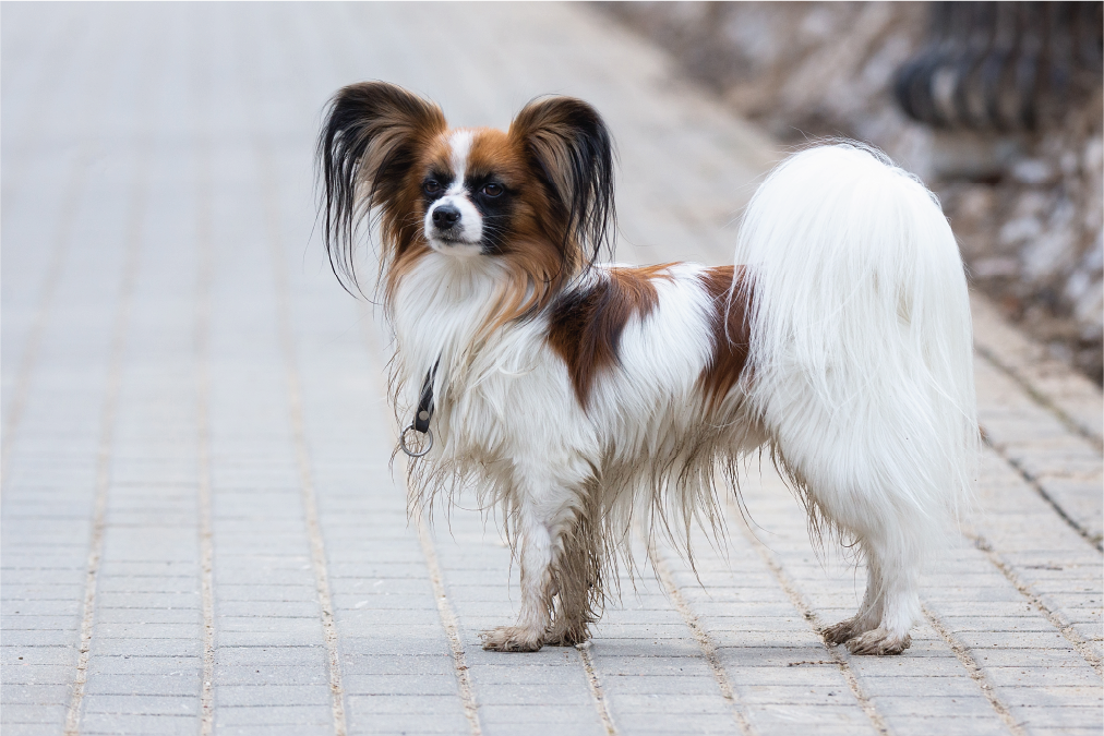 papillon
