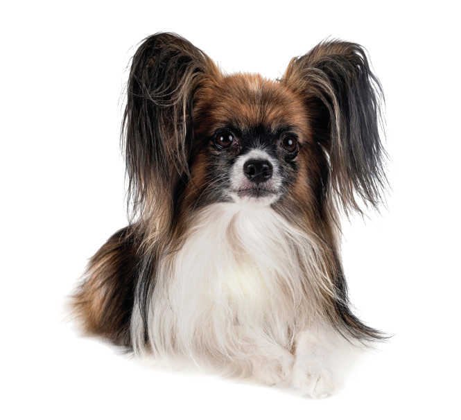papillon