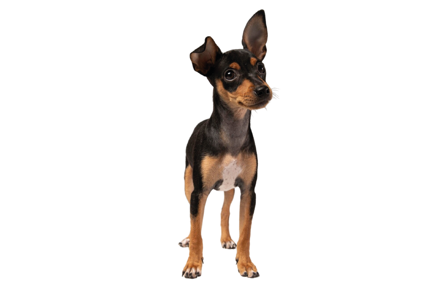 Miniature Pinscher