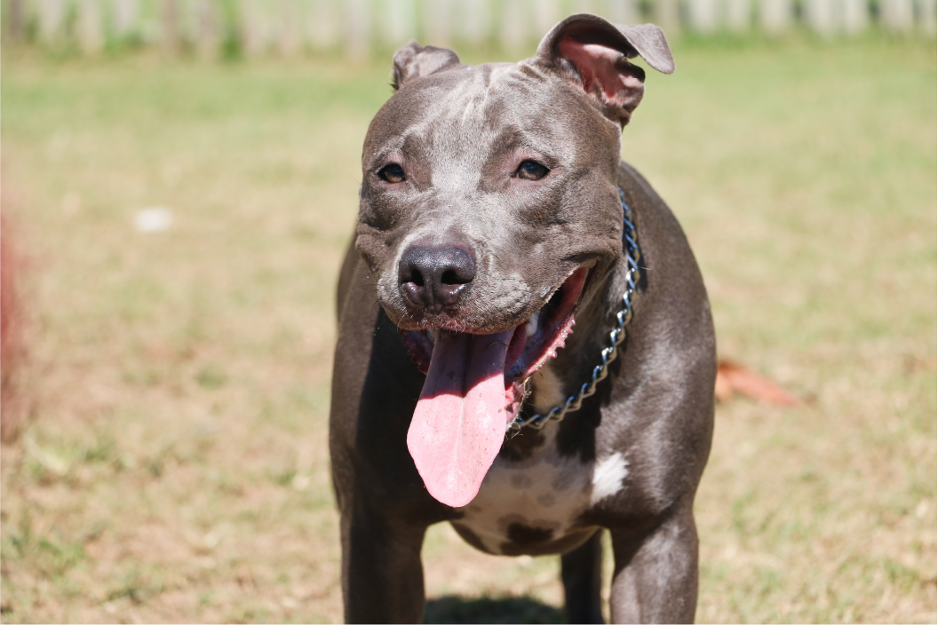 Pit Bull