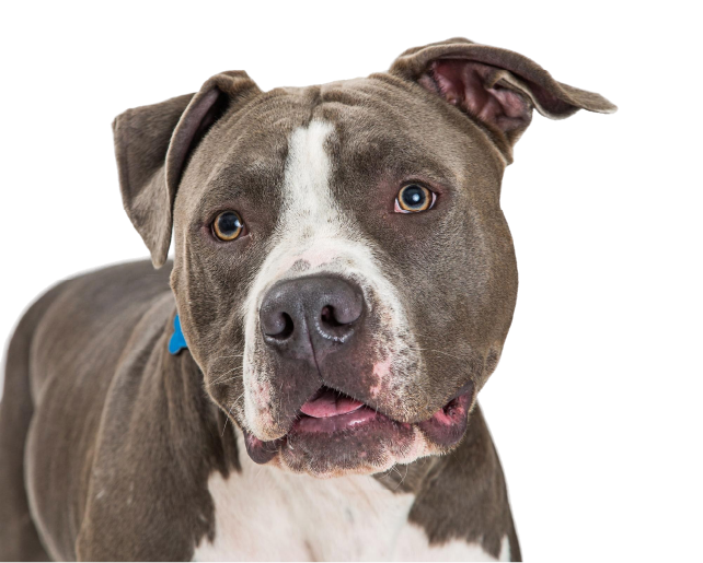 Pit Bull