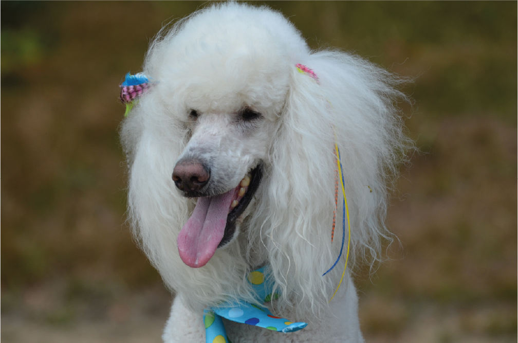 standard poodle