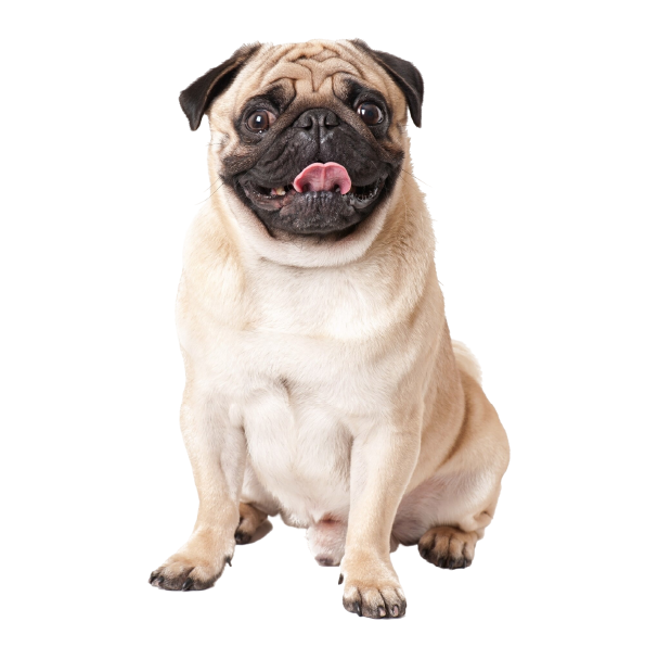 pug