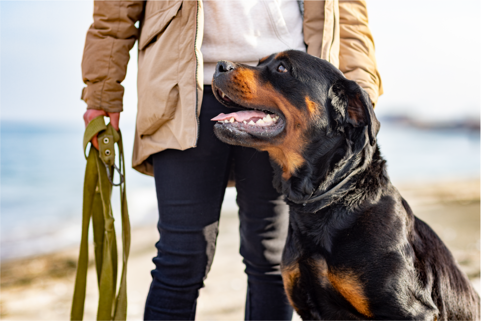 Rottweiler