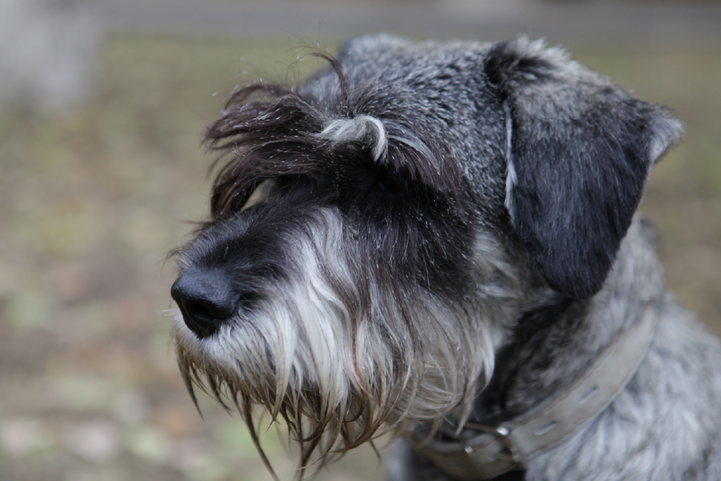 Standard Schnauzer