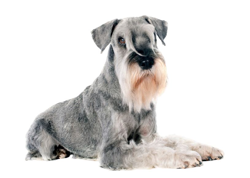 Standard Schnauzer