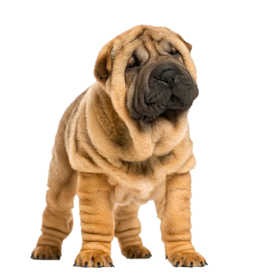 Shar-Pei