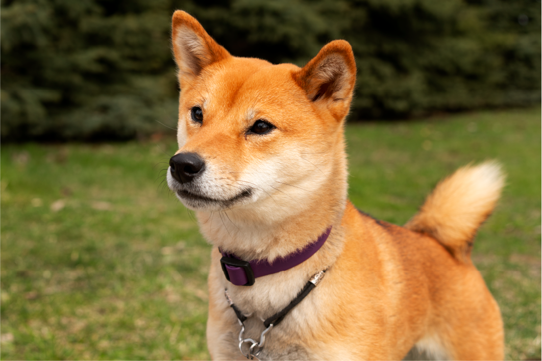 shiba inu