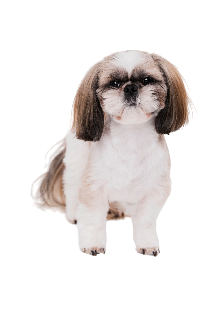 shih tzu