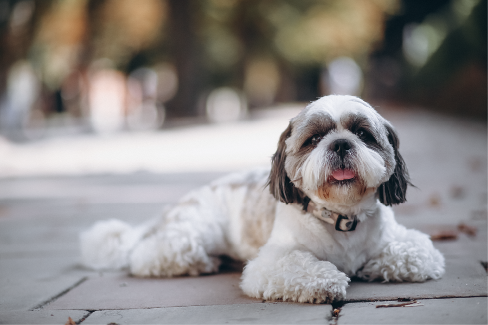 shih tzu