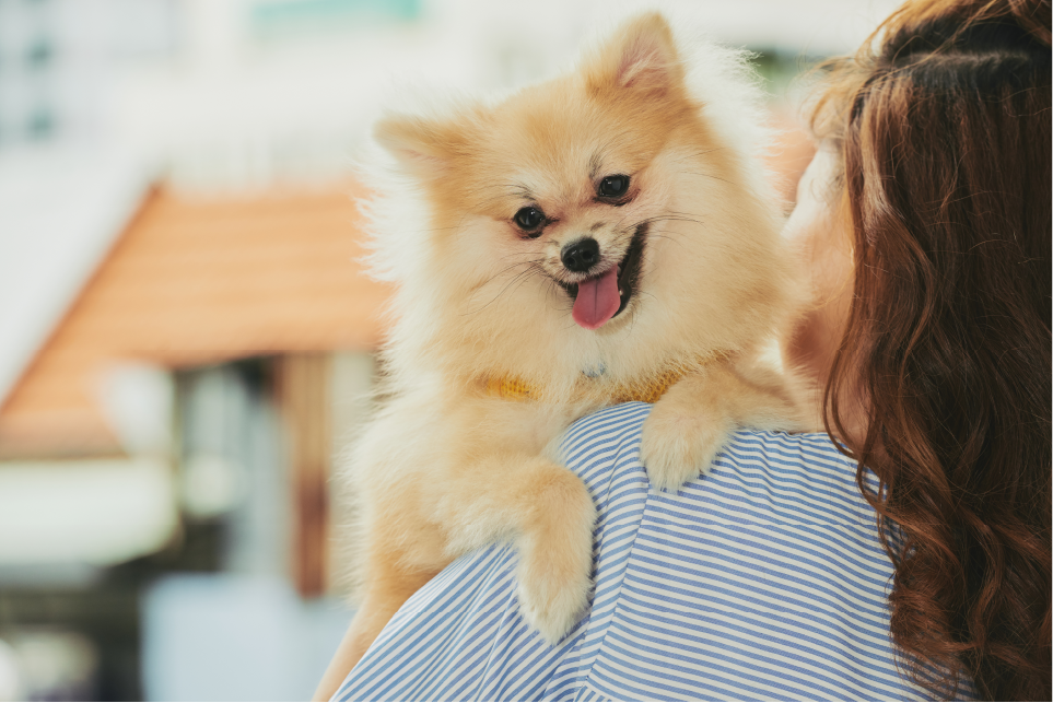 German Spitz